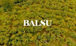 Balsu Kaç Lot Düşer?
