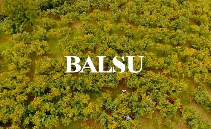 Balsu Kaç Lot Düşer?
